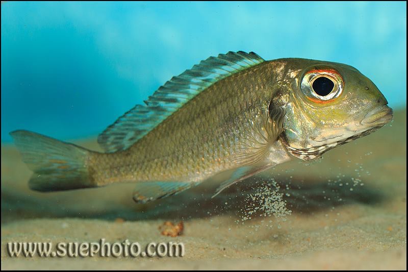 Callochromis macrops 'Katoto'